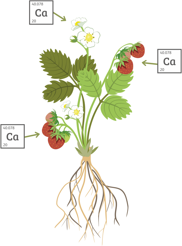 Albina calcium