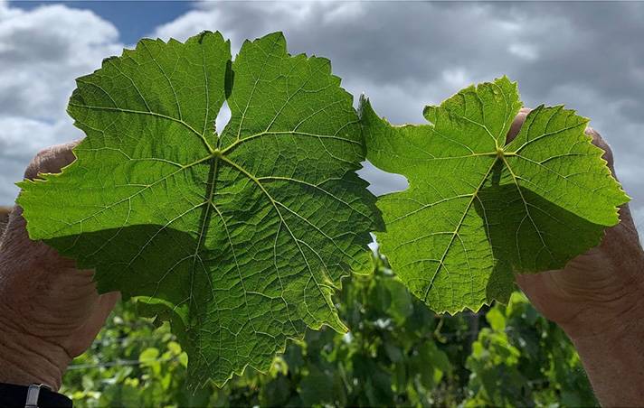 biostart foliacin grape vitis vinifera botrytis